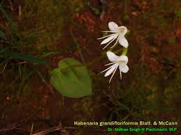 Image result for Habenaria cirrhata