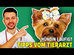 Liebe grüße ellen mayer www.lesloups.de. Laufigkeit Beim Hund Anzeichen Verlauf Zyklusphasen