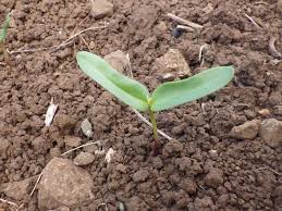 Image result for Crotalaria reptans- intermediates with pisicarpa