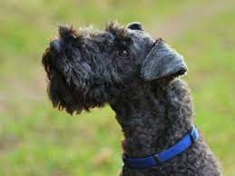Dog pup for sale he is 11weeks old. Kerry Blue Terrier Price Temperament Life Span