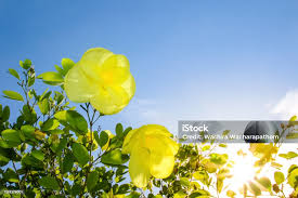 Image result for Bauhinia tomentosa