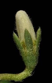 Image result for Thesium triflorum