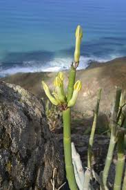 Image result for Ceropegia namuliensis