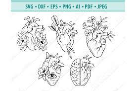 Free Free Heart Anatomy Svg 149 SVG PNG EPS DXF File