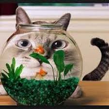 Begitu juga bentuknya beragam ada yang kotak besar, kotak mini bahkan ada juga yang bulat. Cara Merawat Ikan Mas Koki Di Akuarium Bulat Yang Benar Agar Ikan Mas Koki Tidak Mudah Mati Jsmalfamart Com