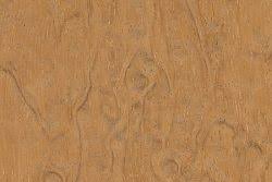 Image result for Afzelia