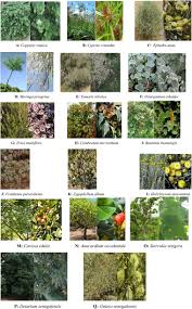 Image result for Sonchus dregeanus