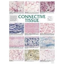 chart connective tissue medical anatomy physiology