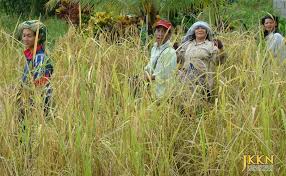 2.2.6 makanan tradisional kaum iban. Jkkn Pemetaan Budaya Adat Resam Dan Budaya Kaum Bidayuh Adat Pingirih