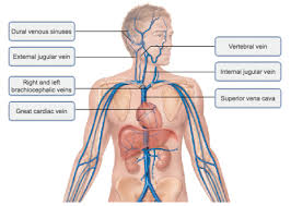 Hma practical 3 for monday july 23 and wednesday july 25. Mastering A P Ii Chapter 19 The Cardiovascular System Blood Vessels Diagram Quizlet