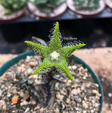 Image result for Orbea dummeri