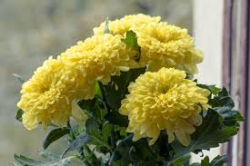 Order diy wholesale flowers and bulk flowers online at danisa's wholesale fresh flowers in dc area. Chrysanthemum Flower Meaning Flower Meaning