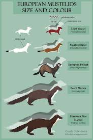 Bats Weasels Ferret Colors Pine Marten Ferret