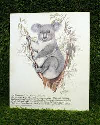 Koala Art Print Kay Breeden Hand Signed Text Vtg Australian Wildlife Series 7 Australian Wildlife Art Prints Koala