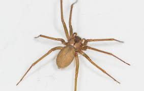 These can include muscle damage, kidney failure, problems with blood clotting, and coma. What Every Denton Resident Ought To Know About Brown Recluse Spiders