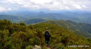 Image result for Microcoelia nyungwensis