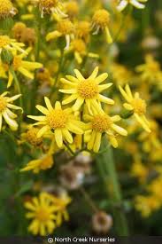 Image result for Catunaregam obovata