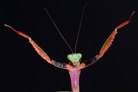 Check spelling or type a new query. Hierodula Majuscula Giant Rainforest Mantis Mantid Kingdom
