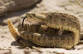 Severed Rattlesnake Head Bites Texas Man Leaving Him Needing 26 Doses Of Anti Venom Deadly Animals Rattlesnake Bites Snake