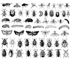 See more ideas about insect coloring pages, coloring pages, coloring pages for kids. Insect Collection Butterflies Insects Adult Coloring Pages