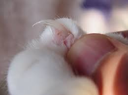 Claw Wikipedia