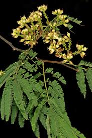 Image result for Libidibia coriaria