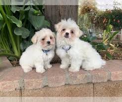 Hypoallergenic goldendoodle puppies (free delivery). Maltipoo Dogs For Adoption Near Indianapolis Indiana Usa Page 1 10 Per Page Puppyfinder Com