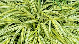 We did not find results for: The Best Shade Loving Plants For Containers That Pop Sunset Sunset Magazine