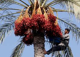Popular tasty treats that grow on palm trees include: So How Exactly Do Dates Grow Anyway Huffpost Life