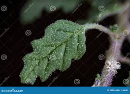 Image result for Dysphania pumilio