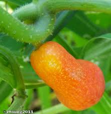 Image result for Coccinia sessilifolia