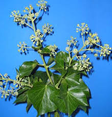 Maybe you would like to learn more about one of these? English Ivy Identification And Control Hedera Helix King County