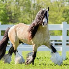 Gypsy dance ranch of minnesota. Segway Shady Spring Stables