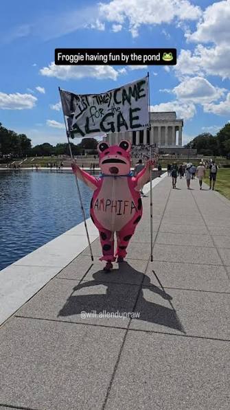 A protester in a pink frog costume marches around the reflectingpool on the National Mall in support of the algae plaguing the newly renovated pool  protest algae