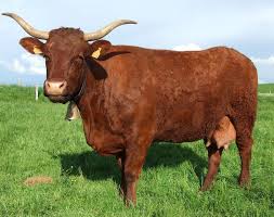 Vache Salers En 2020 Photo Vache Salers Vache