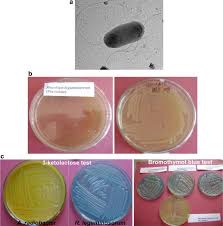 Image result for Rhizobium radiobacter, syn. Agrobacterium tumefaciens