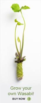 Find many great new & used options and get the best deals for 100 pcs wasabi seeds, japanese horseradish seed vegetable seeds bonsai plant diy at the best online prices at ebay! 46 Wasabi Ideas Wasabi Japanese Spices Spice Garden