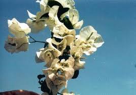 Последние твиты от don fernando (@spaindfernando). 180 Best Bougainvillea Ideas Bougainvillea Plants Flowers