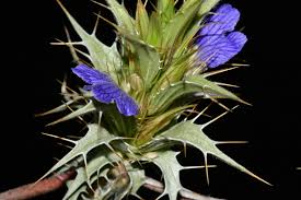 Image result for Blepharis obmitrata