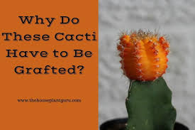 How to graft a cactus plant? Why Do These Cacti Have To Be Grafted Laptrinhx News