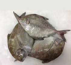 Black Pomfret Fish In Tamil Nadu Manufacturers And Suppliers India Pomfret Fish Fish Mackerel Fish