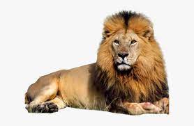 Choose your favorite white background designs and purchase them as wall art, home decor, phone cases, tote bags, and more! White Lion Clipart Png Full Hd Transparent Transparent Background Lion Png Download Kindpng