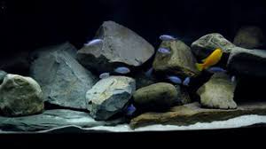 Aquarium Achterwand Kopen Of Maken Eerst Dit Lezen Dan Doen