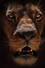 Scary Animals Animals Beautiful Wild Cats