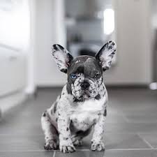 Black And White Frenchie With Blue Eyes Bones Society On Instagram Monday Blues Monday Blue Blueeyes Bonesbitches Bonessociety French Bulldog Puppies Merle French Bulldog Bulldog