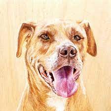 Über 7 millionen englischsprachige bücher. Pet Portraiture Guide 2021 Best Pet Artists Portrait Buying Guide