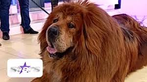 Completează mai jos detaliile tale sau dă clic pe un icon pentru a te autentifica Cel Mai Frumos Caine Din Lume Are Statuie Èi MaÈinÄ PersonalÄ Youtube