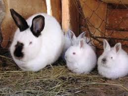 Húsvéti nyuszi nyúl cottontail nyúl háziasított nyúl európai nyúl, nyúl, állatok, számítógép ikonok png. California Nyul Altalanos Informaciok 2021
