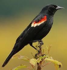 Black Bird With Red And Yellow Wing Tips Tips For Identifying Red Winged Blackbirds Black Bird Red Wing Blackbird Wings