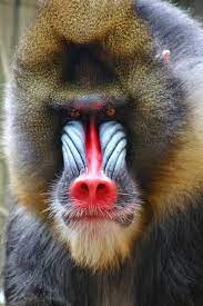 Male Mandrill Baboon Clickasnap Baboon Mandrill Pet Monkey